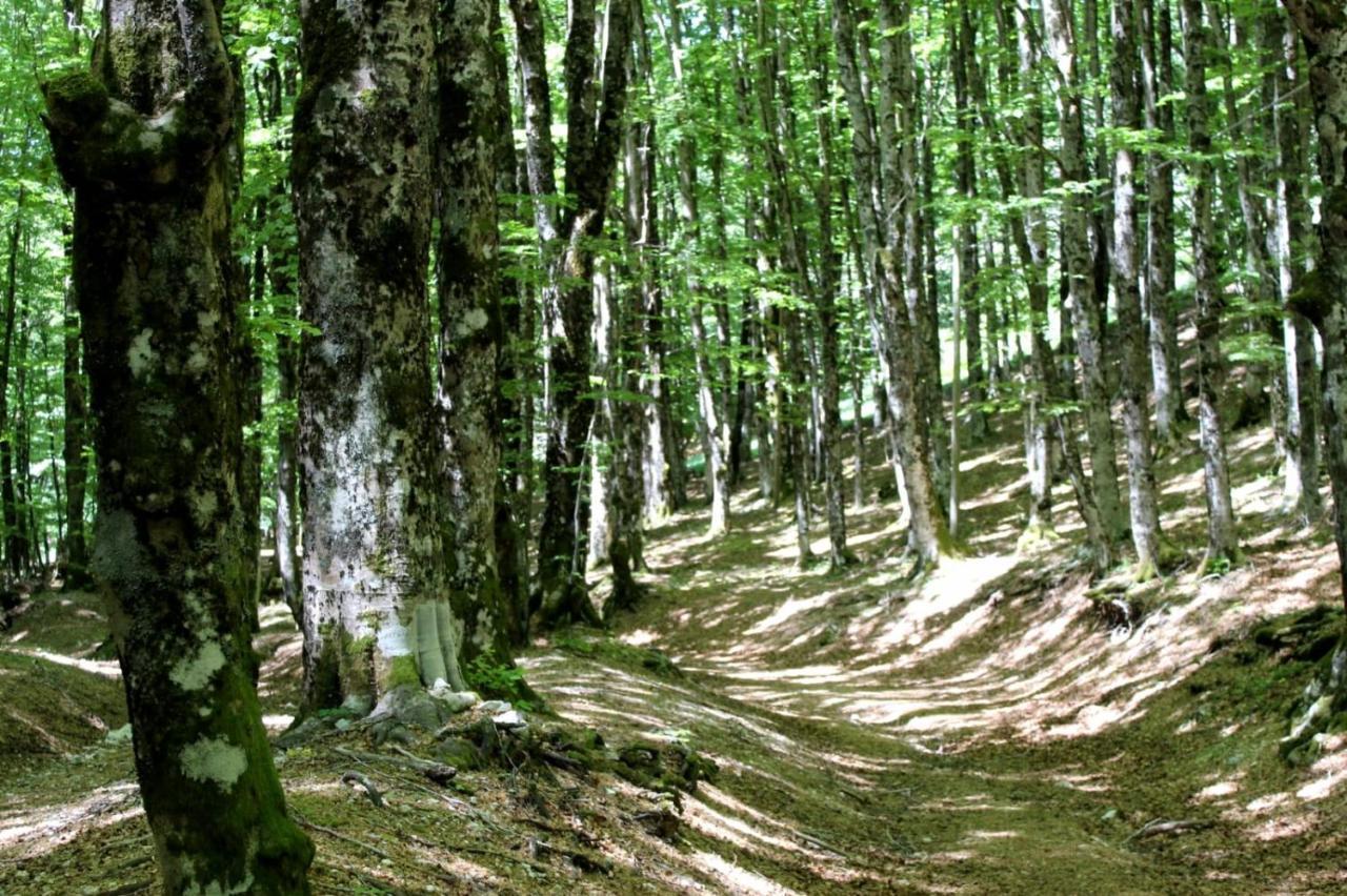 Casetta Nel Borgo Olevano Romano Exterior foto