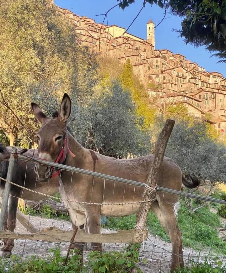 Casetta Nel Borgo Olevano Romano Exterior foto